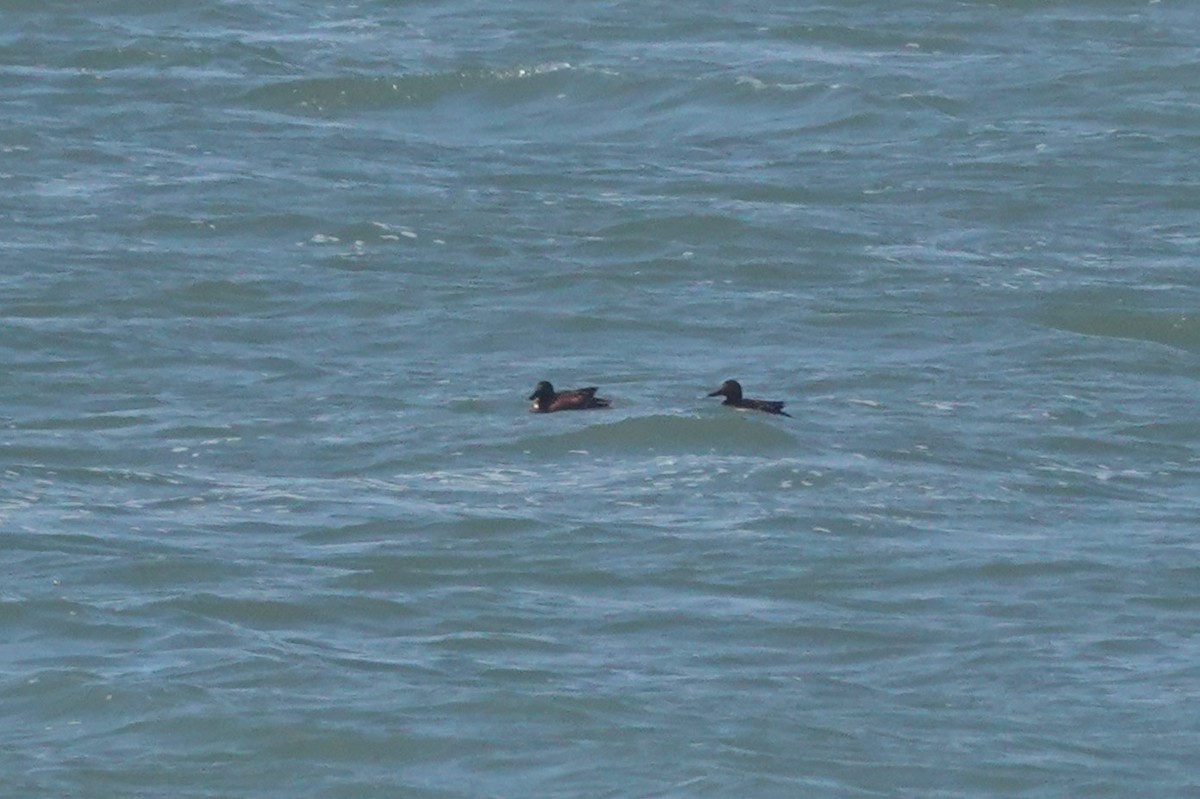 Cinnamon Teal - ML646326658