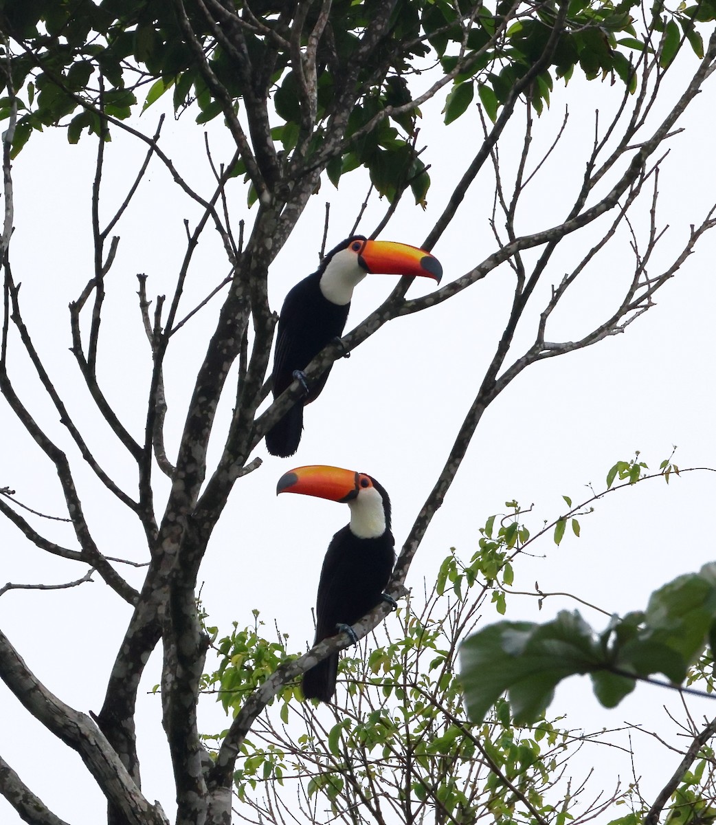 オニオオハシ - ML646326662