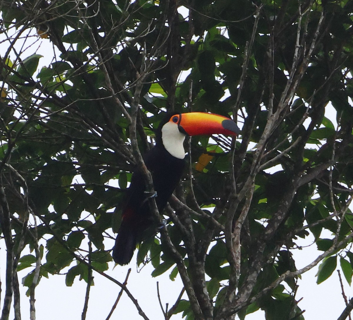 オニオオハシ - ML646326663