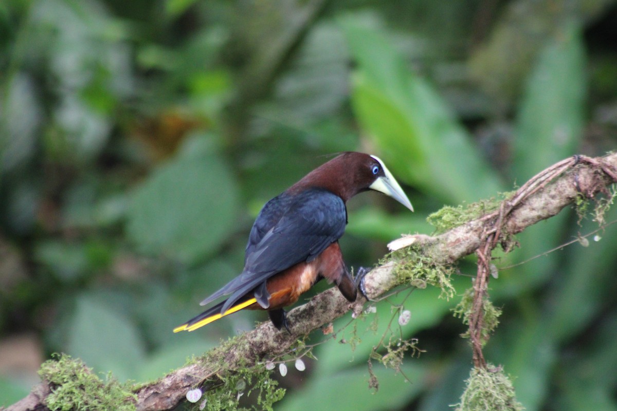Chestnut-headed Oropendola - ML646326666