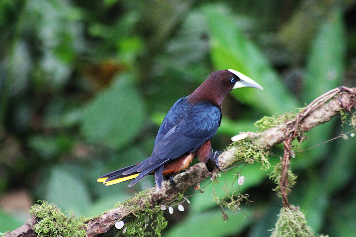 Chestnut-headed Oropendola - ML646326667