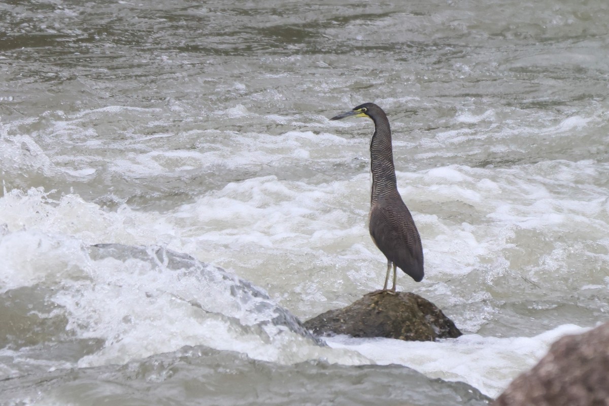 bukač proužkovaný - ML646326670