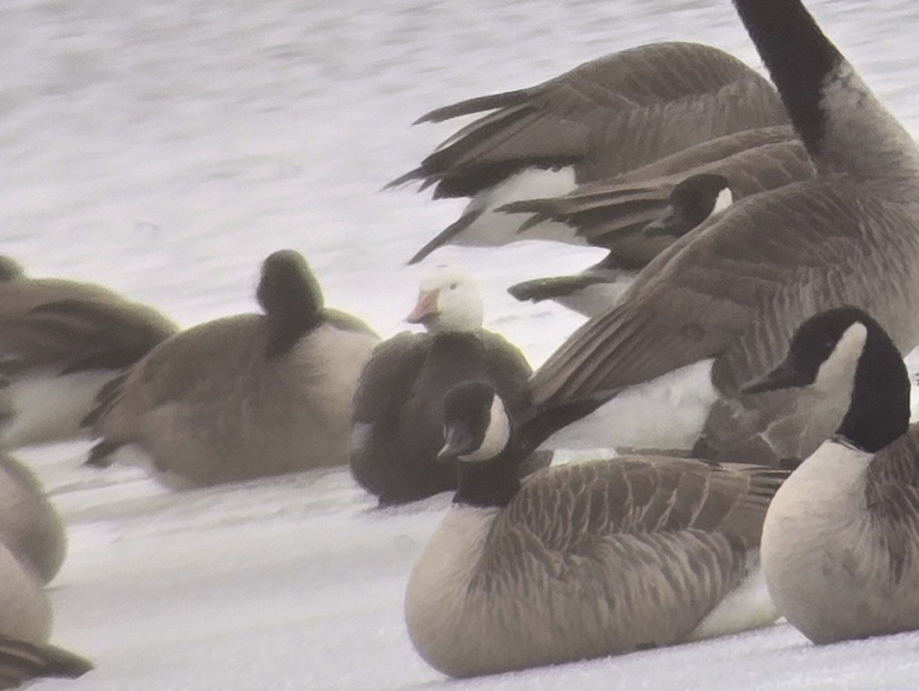 Snow Goose - ML646326671