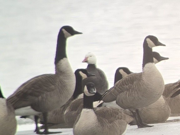 Snow Goose - ML646326672