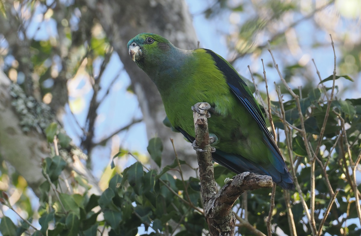 Black-winged Parrot - ML646326674