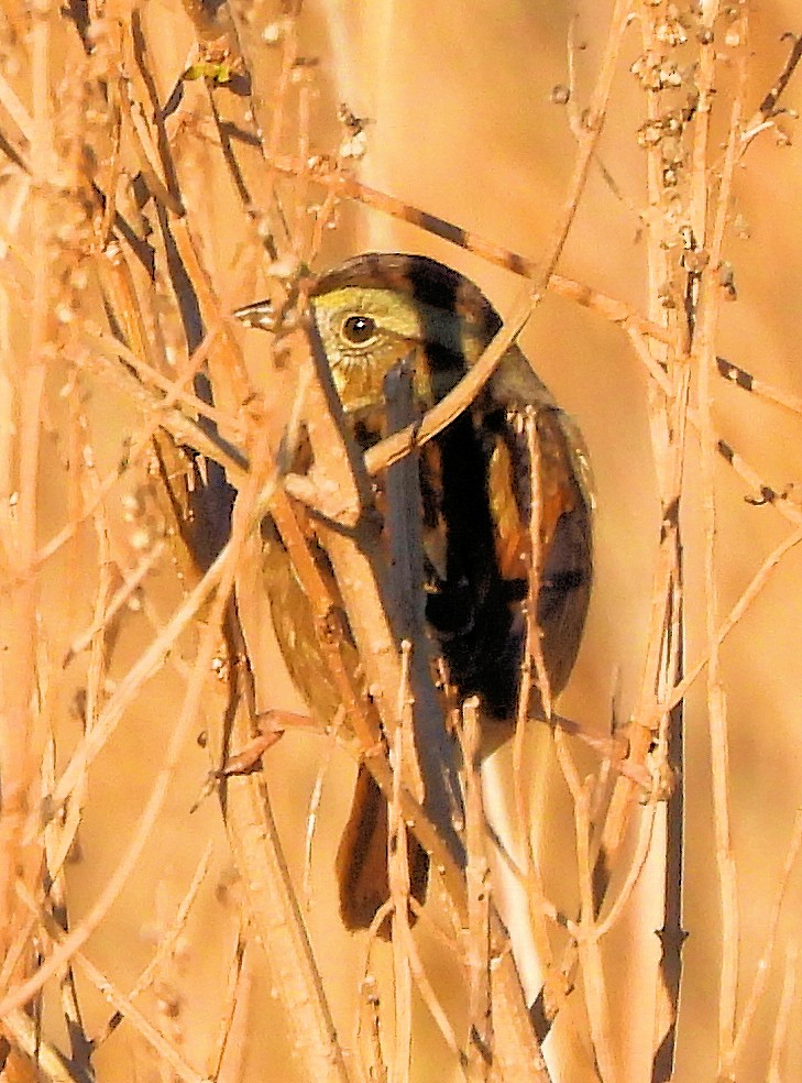 Swamp Sparrow - ML646326675