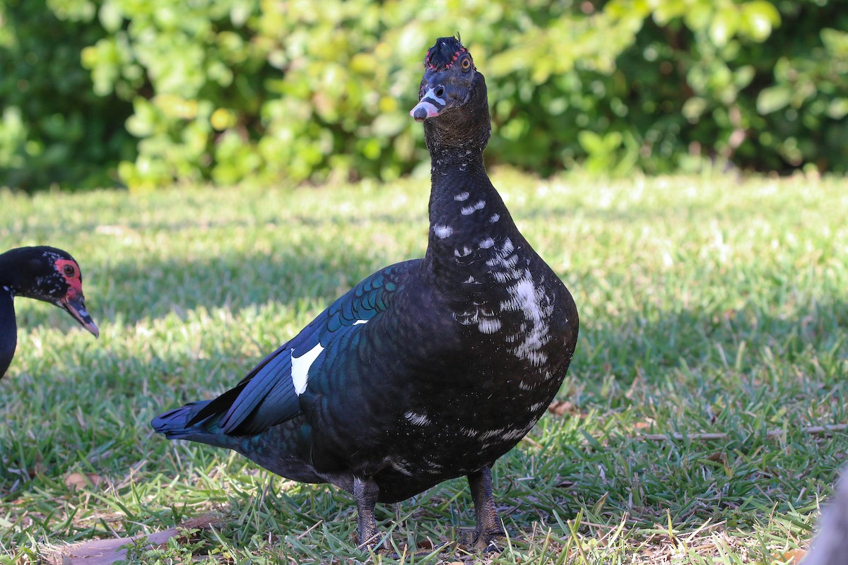 Anatra muta (domestica) - ML646326676