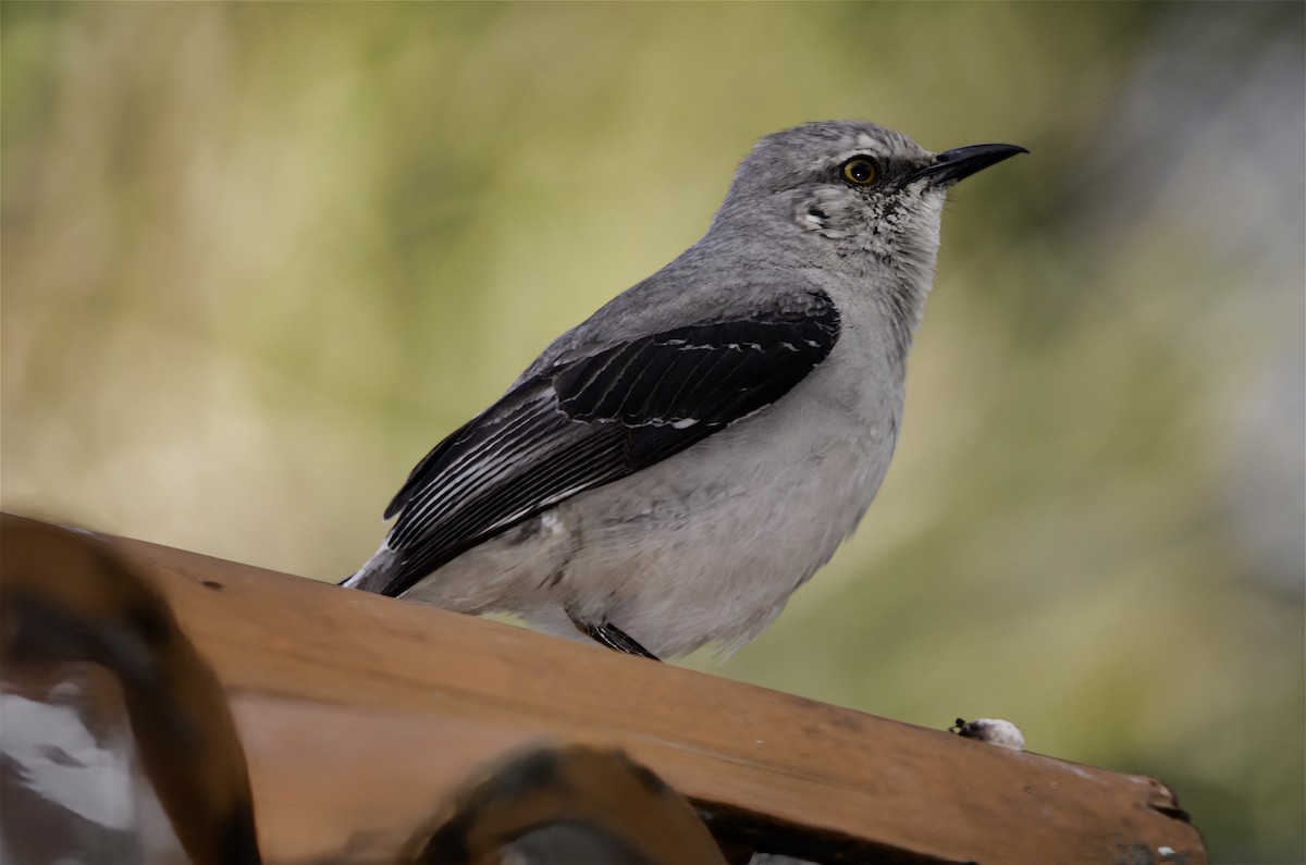 Tropikal Taklitçi - ML646326677