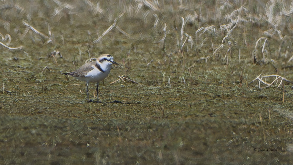 Fratino (alexandrinus/nihonensis) - ML646326700