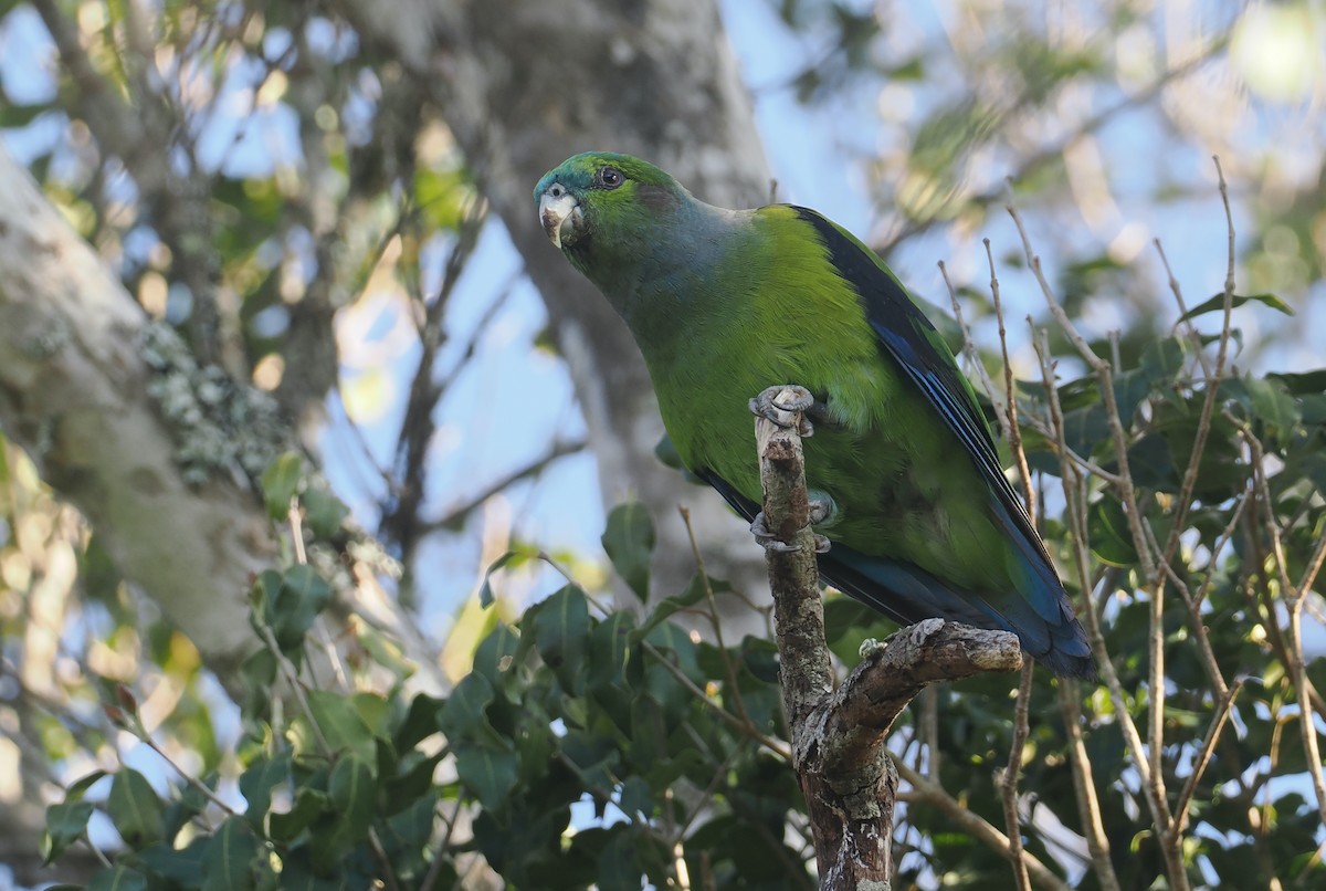 Black-winged Parrot - ML646326703