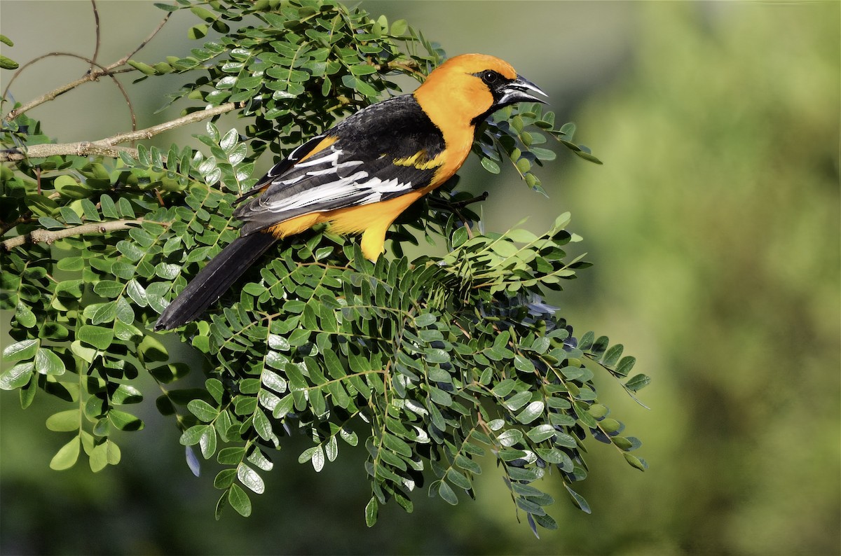 Altamira Oriole - ML646326706