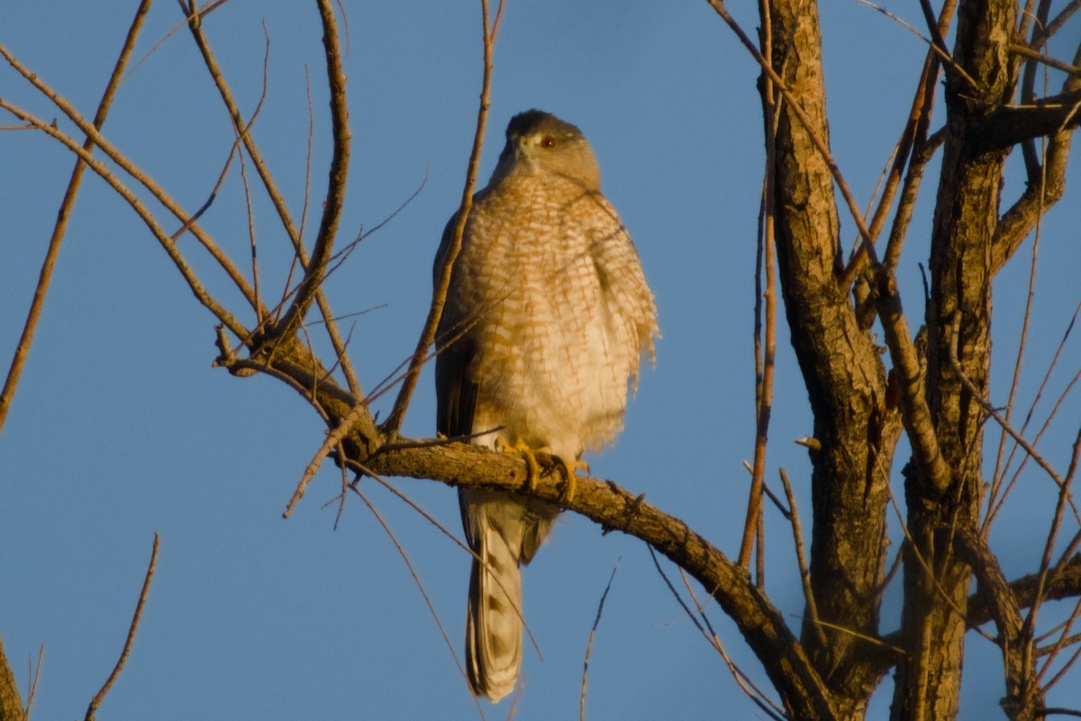 Cooper's Hawk - ML646326707