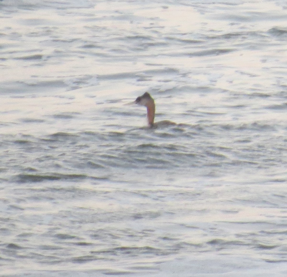 Great Grebe - ML646326708