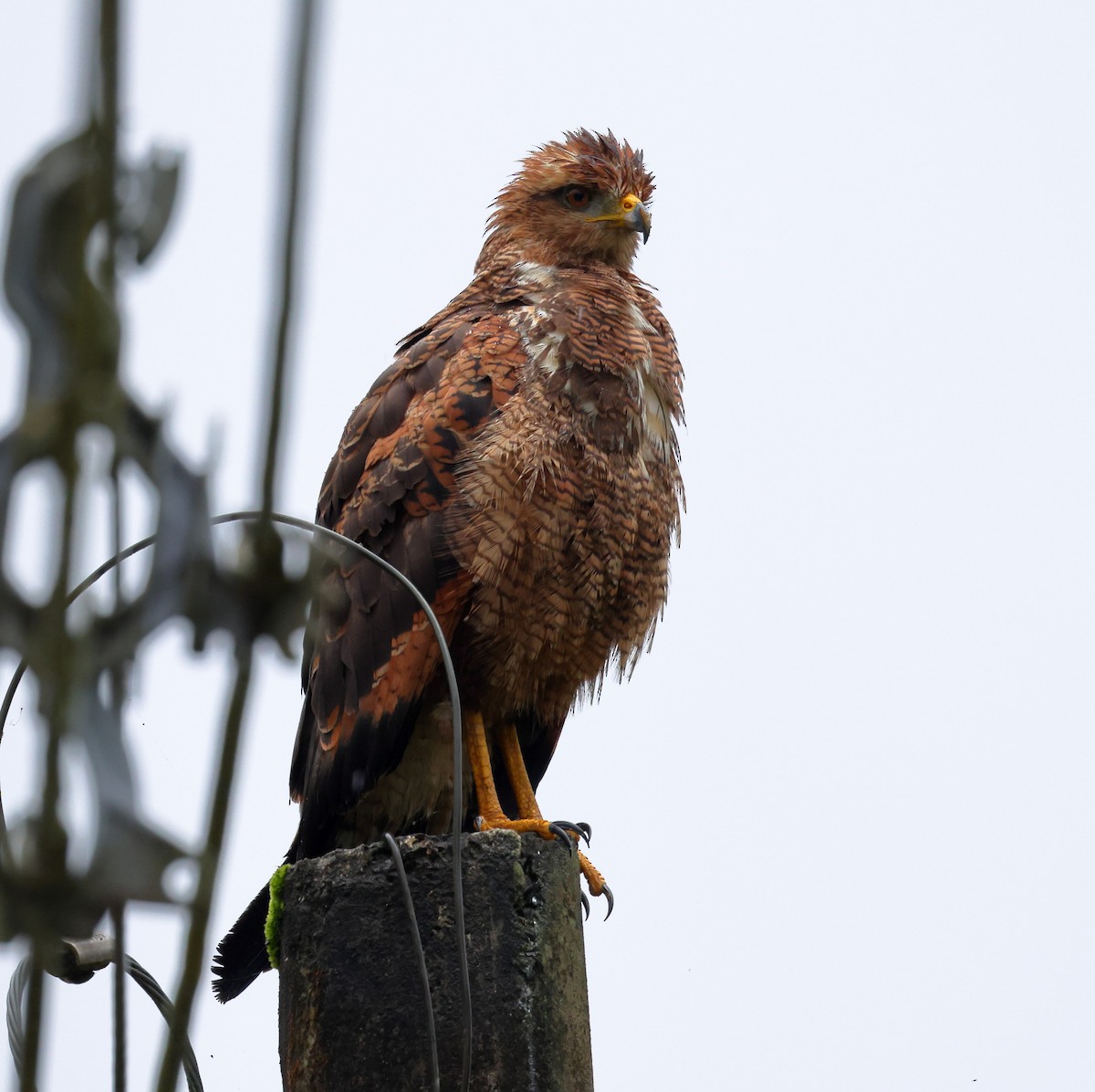 Otlak Şahini - ML646326720