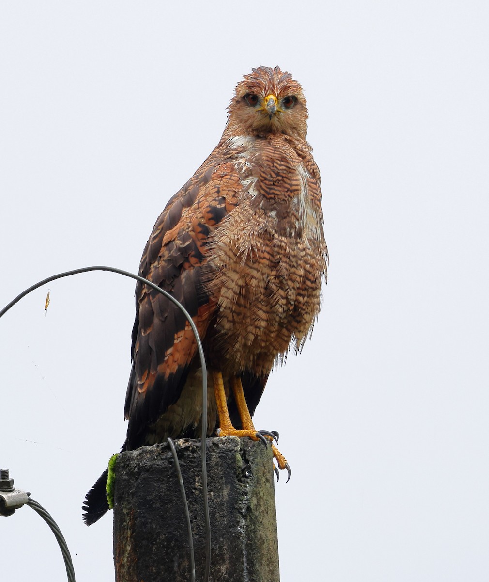 Otlak Şahini - ML646326721