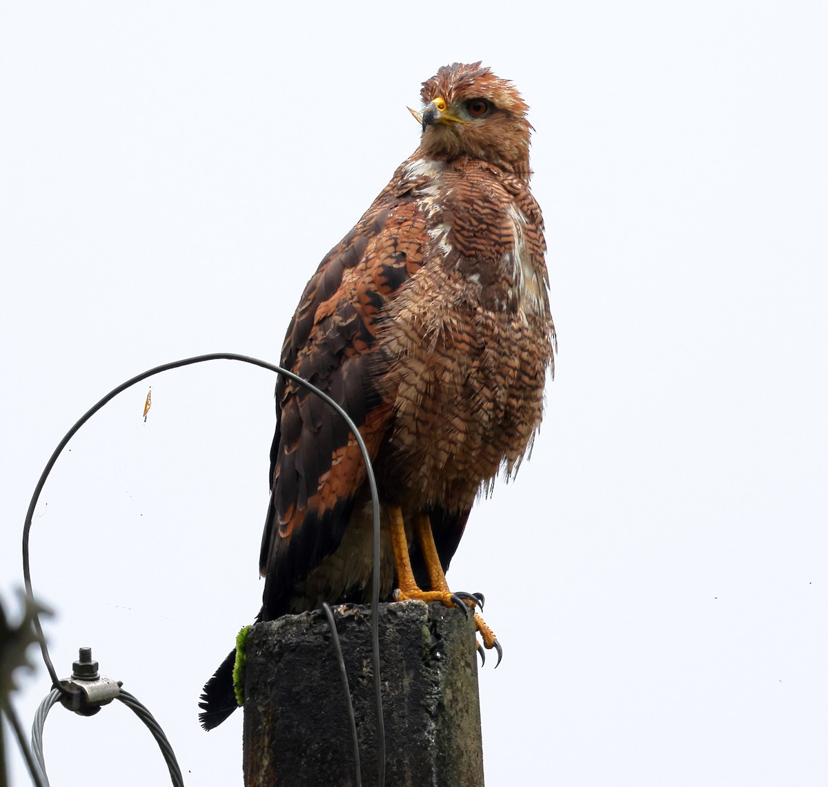 Otlak Şahini - ML646326722