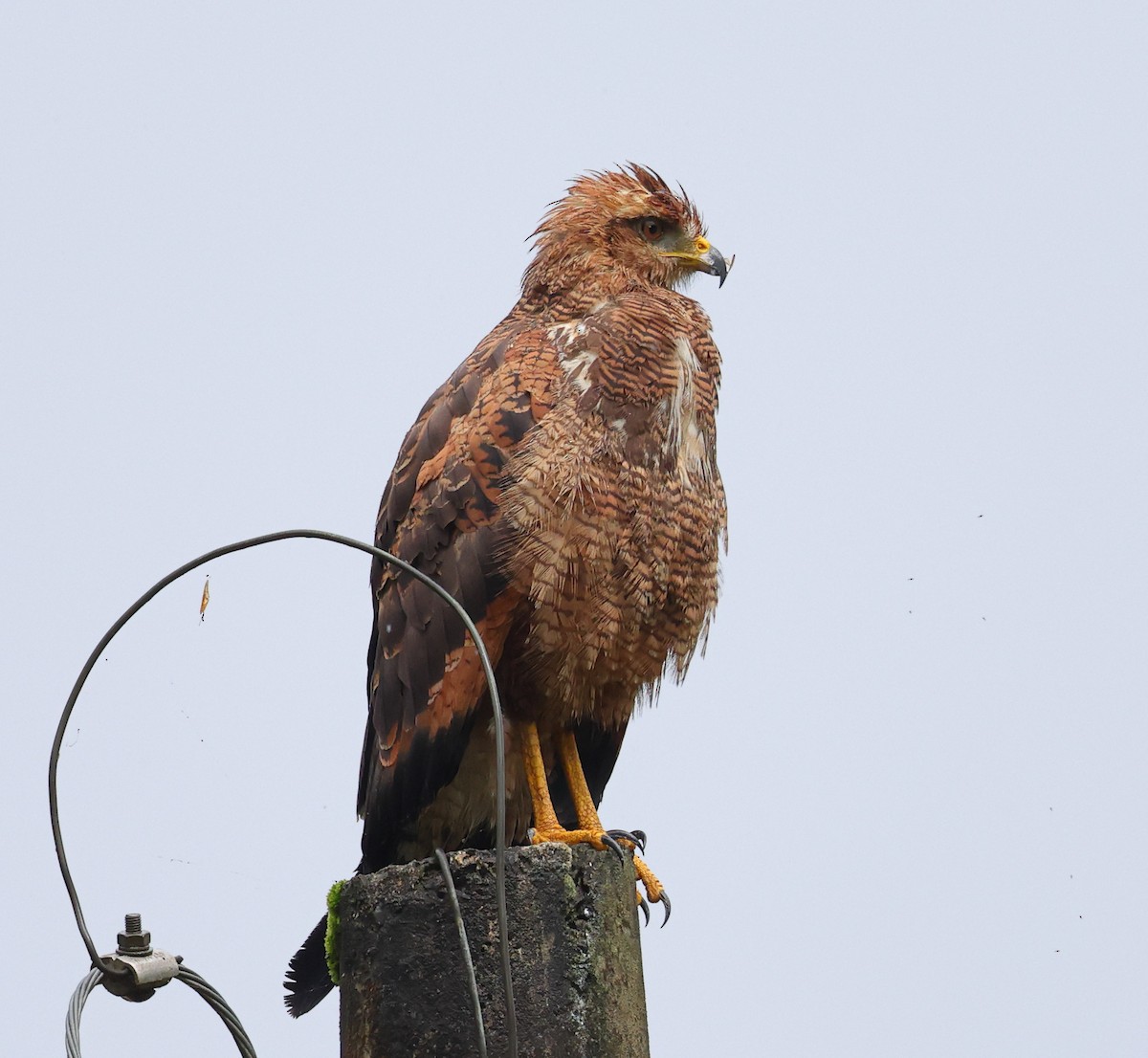 Otlak Şahini - ML646326723