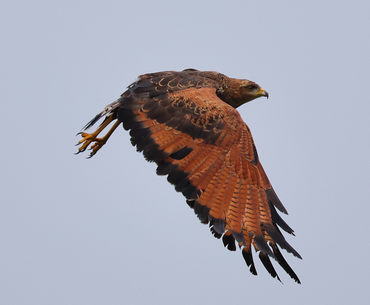 Otlak Şahini - ML646326724