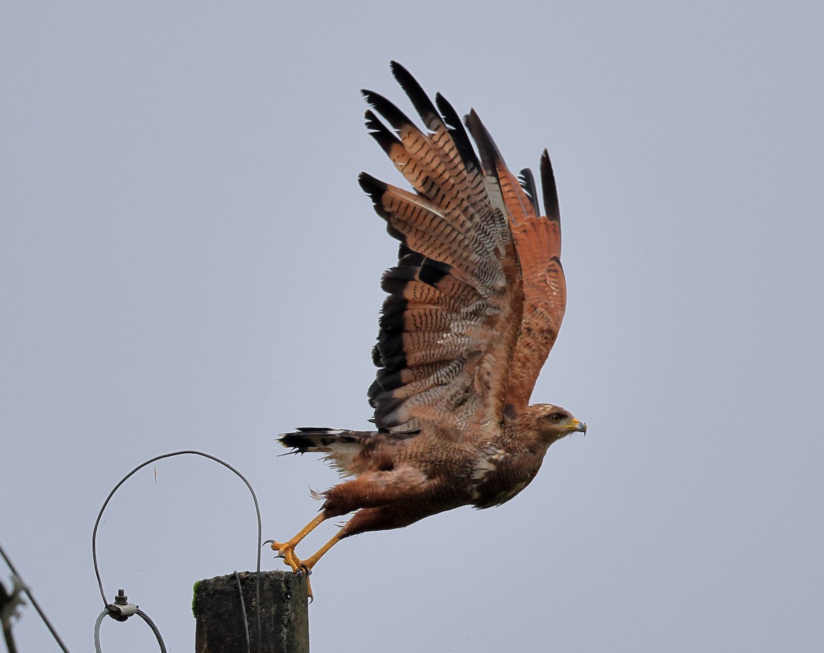 Otlak Şahini - ML646326726