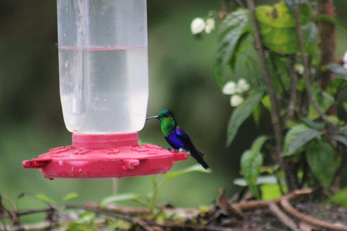 Crowned Woodnymph - ML646326729