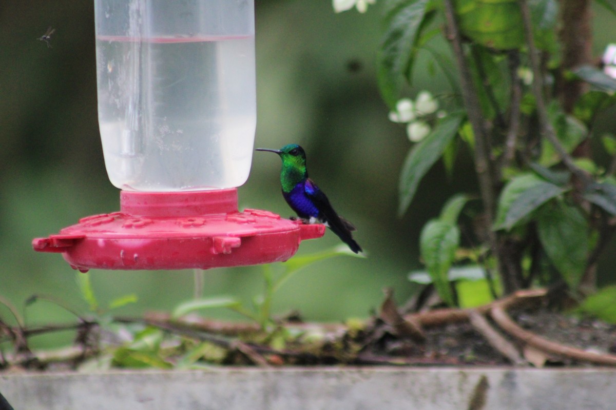 Crowned Woodnymph - ML646326730