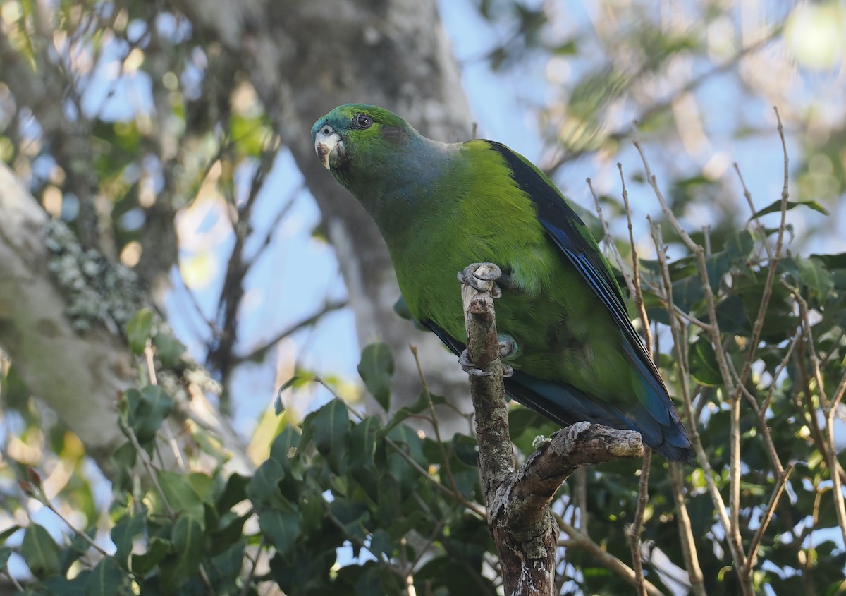 Black-winged Parrot - ML646326731