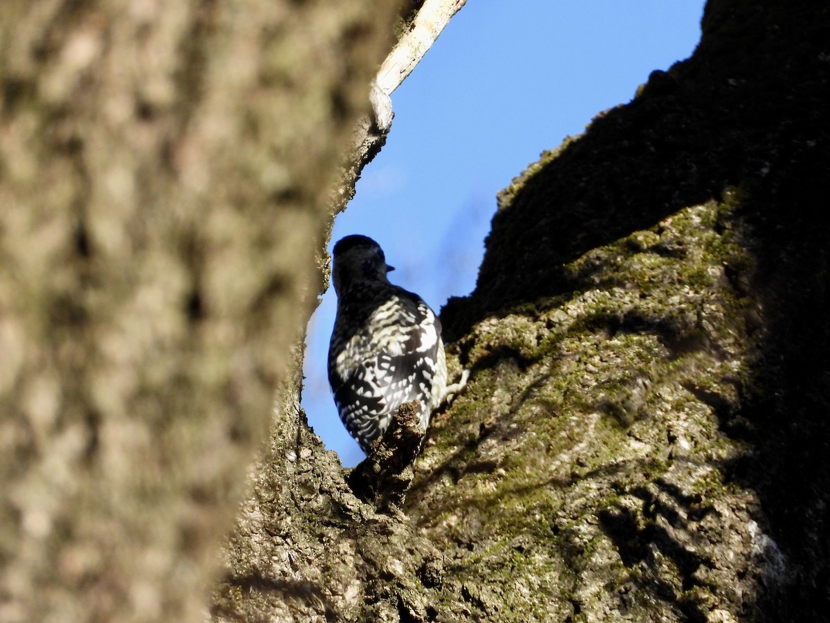 Yellow-bellied Sapsucker - ML646326736