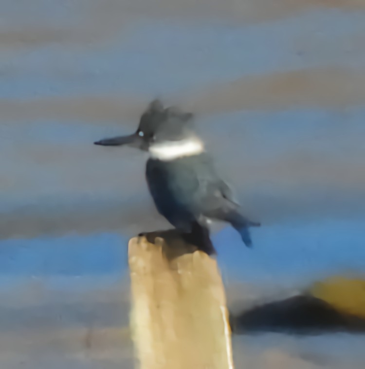 rybařík pruhoprsý - ML646326738