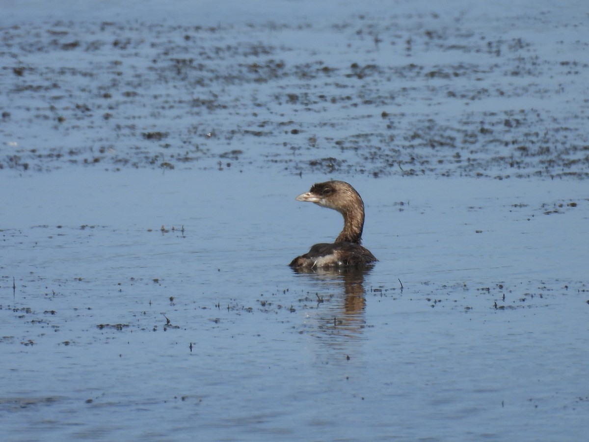 Pied-billed Grebe - ML646326740