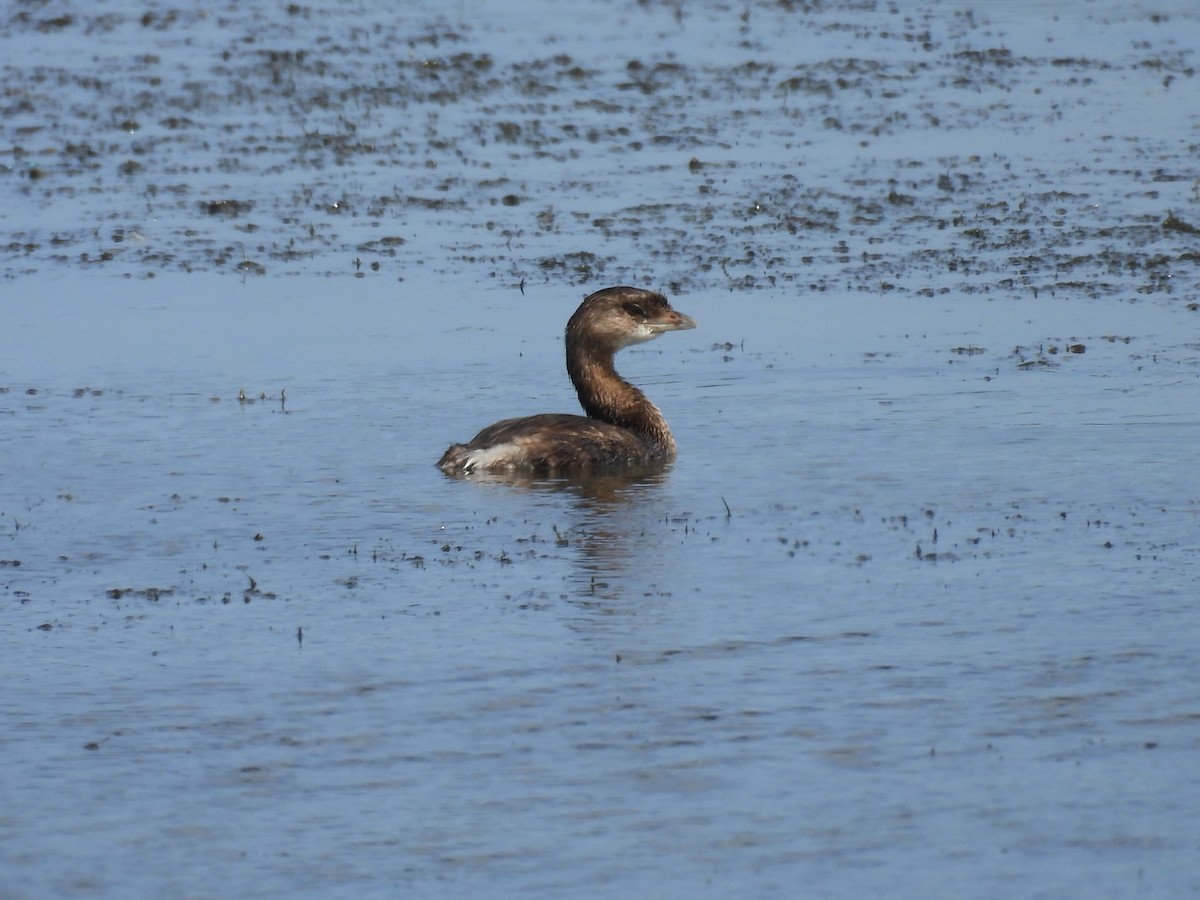 Pied-billed Grebe - ML646326741