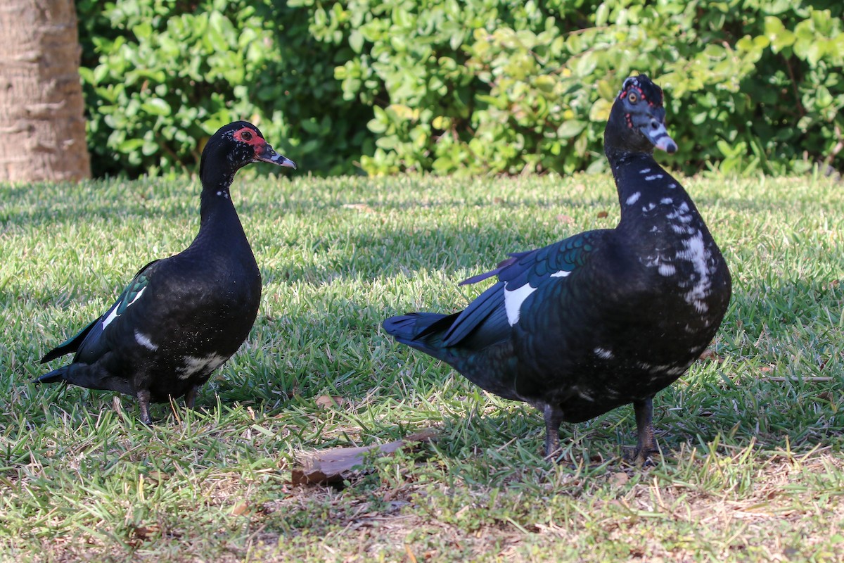 Anatra muta (domestica) - ML646326742