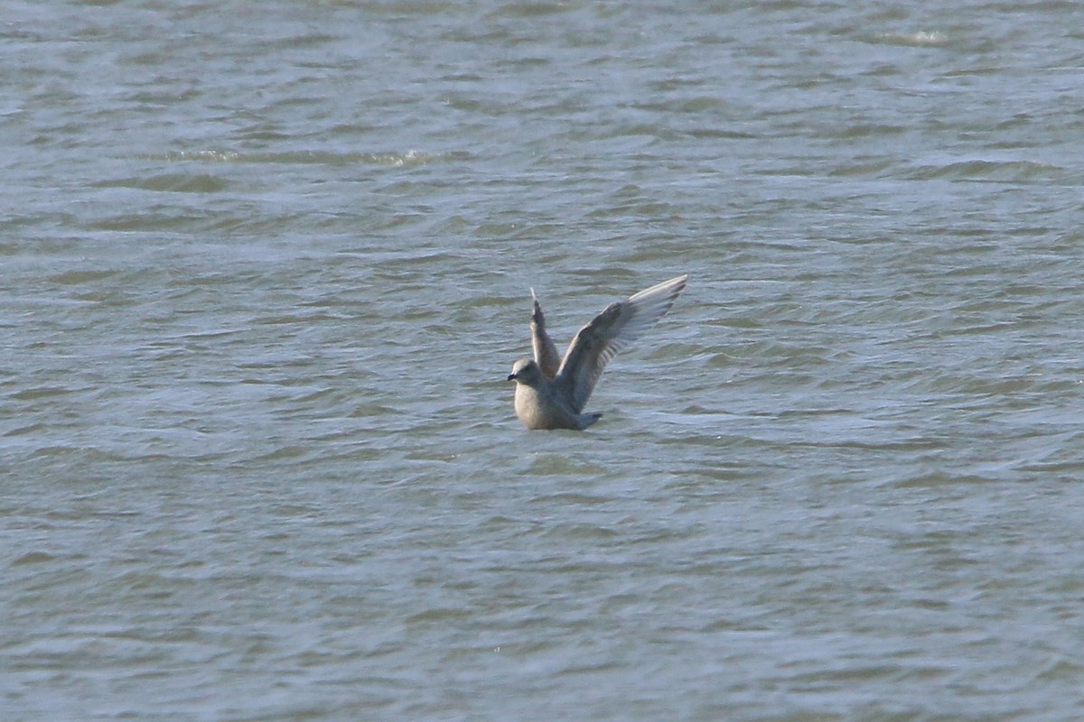 Iceland Gull (Thayer's) - ML646326744