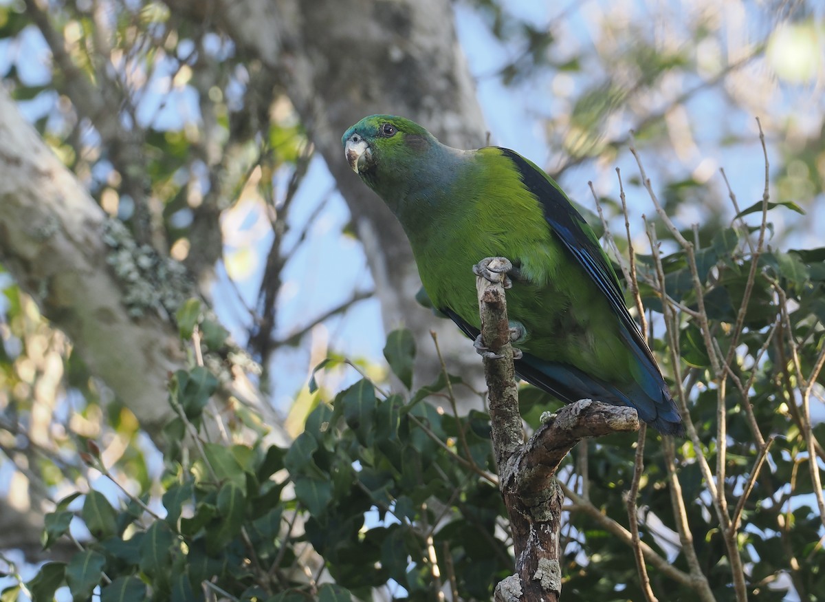 Black-winged Parrot - ML646326745