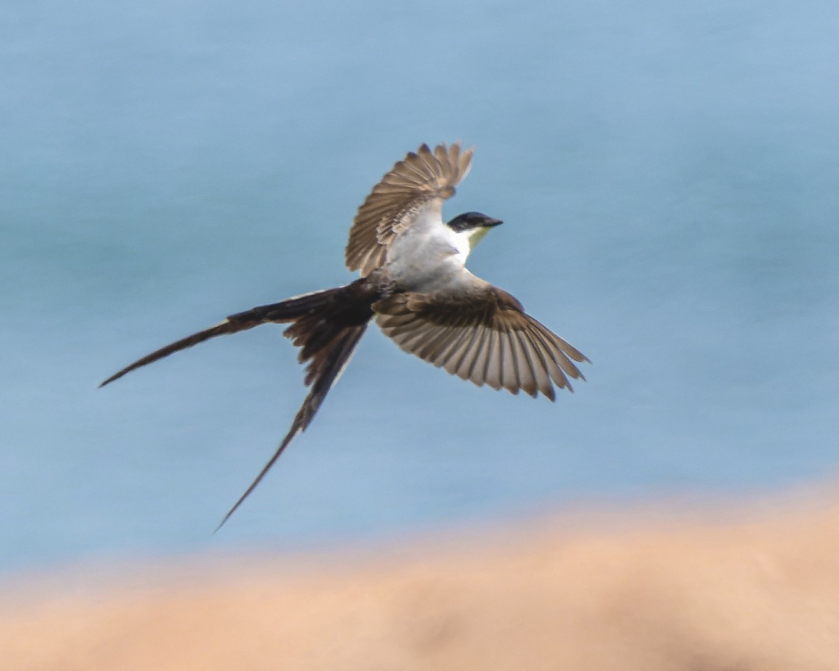 Fork-tailed Flycatcher - ML646326747