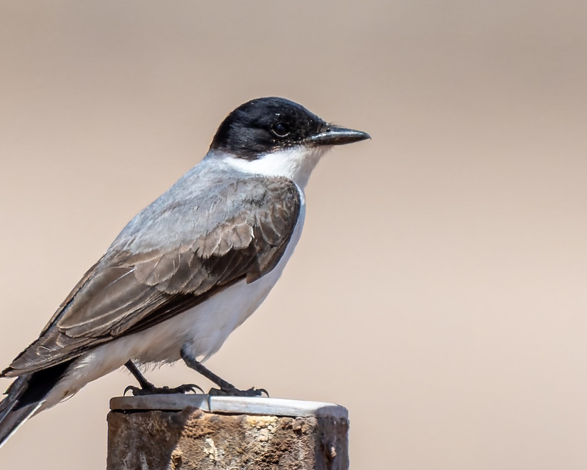 Fork-tailed Flycatcher - ML646326748