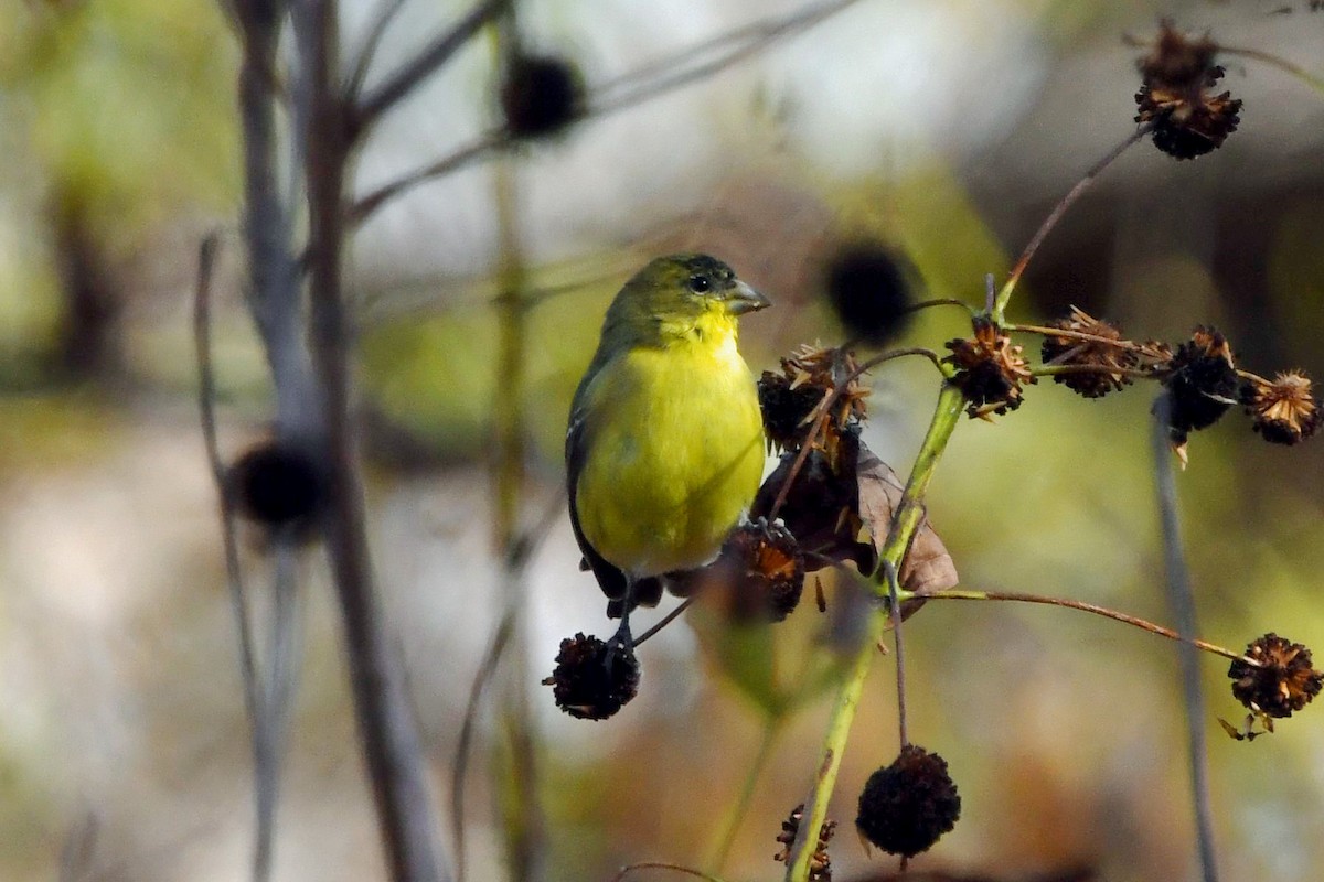 Lesser Goldfinch - ML646326749