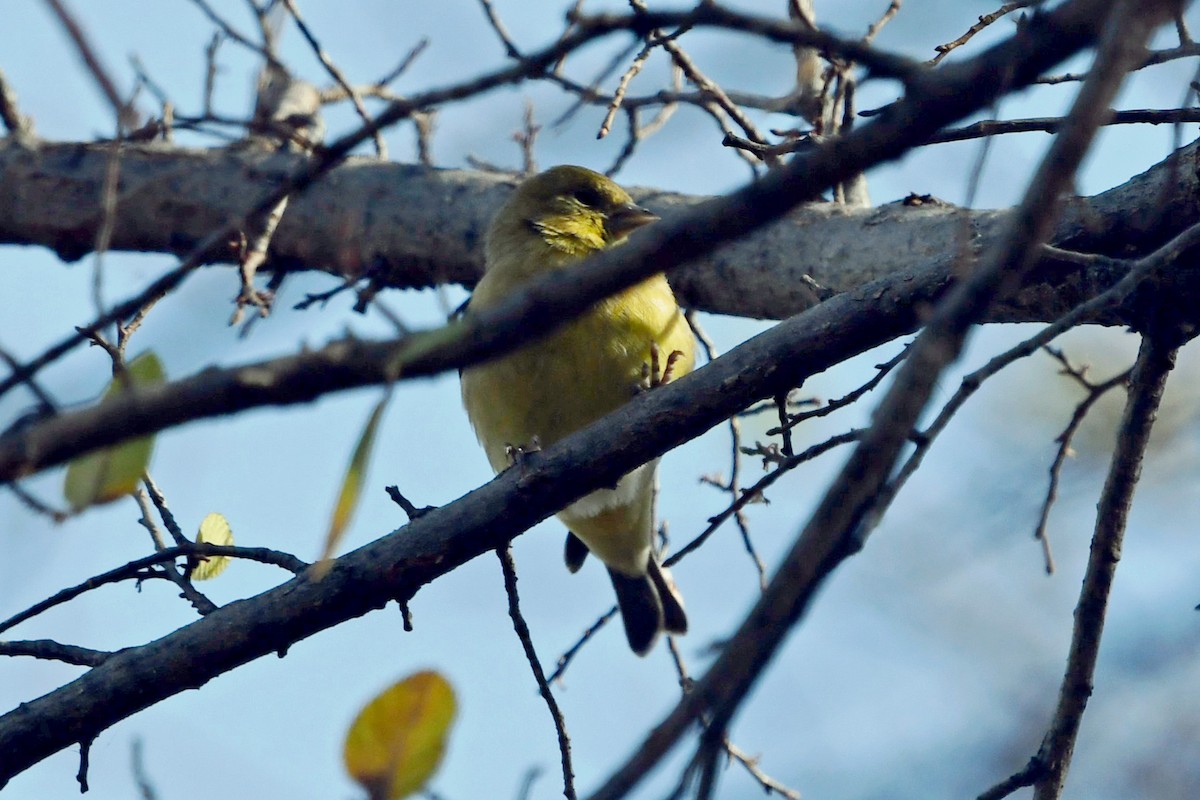 Lesser Goldfinch - ML646326752