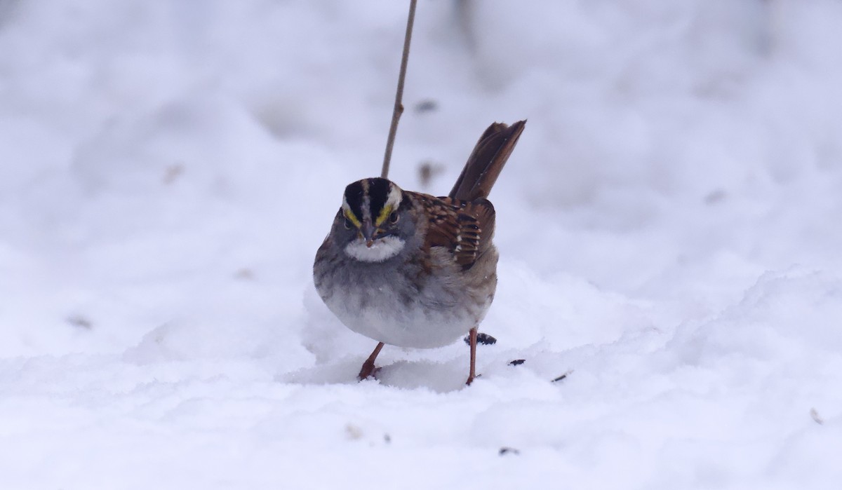 White-throated Sparrow - ML646326760