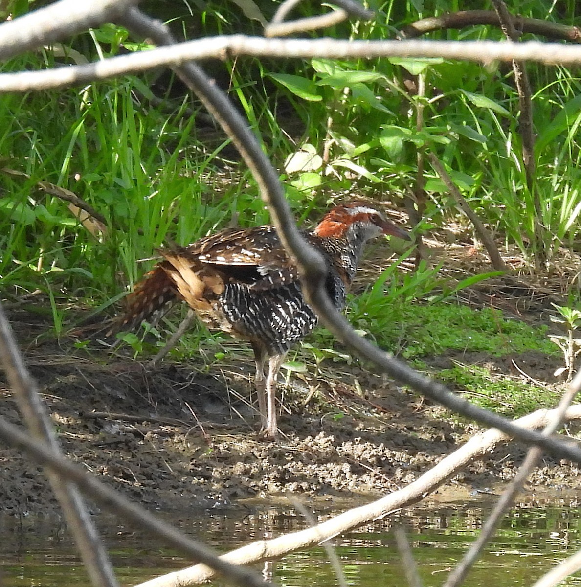 chřástal páskovaný - ML646326762