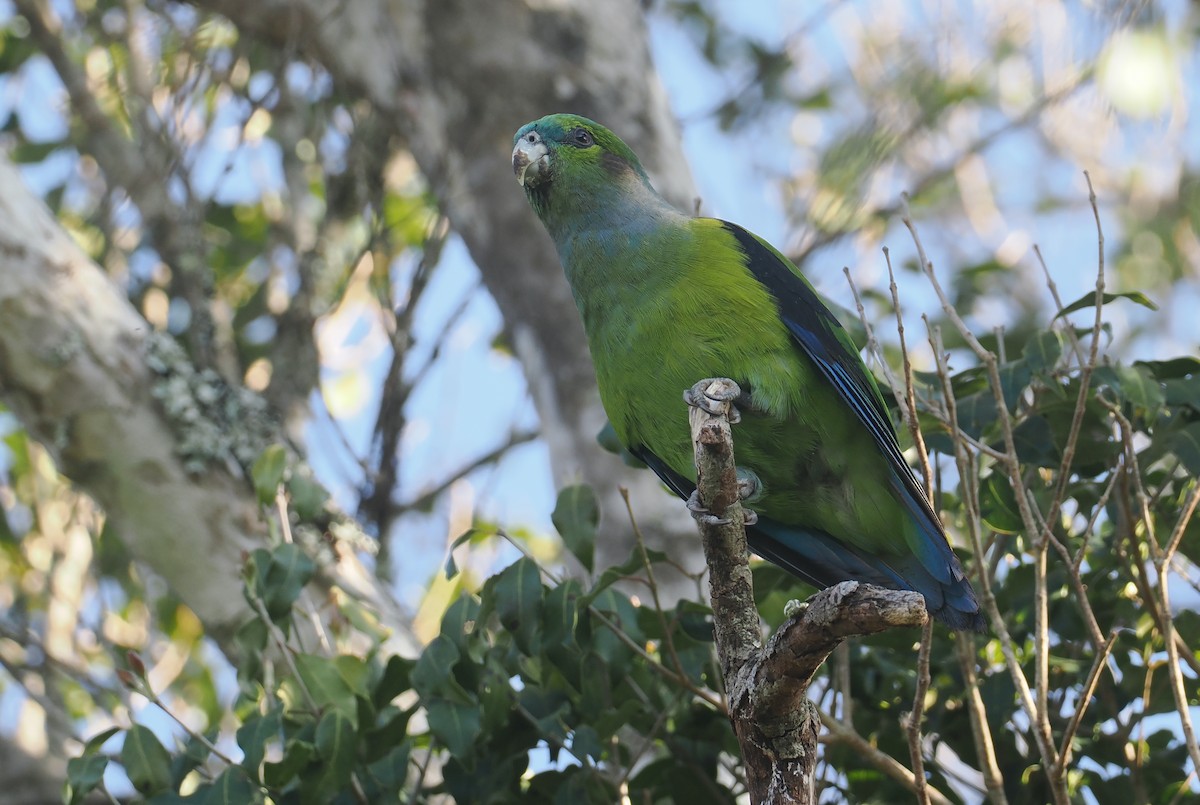 Black-winged Parrot - ML646326764