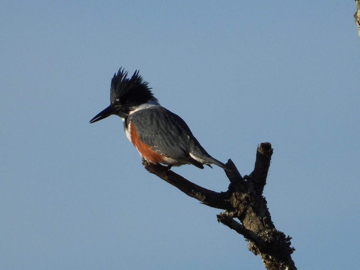 rybařík pruhoprsý - ML646326765