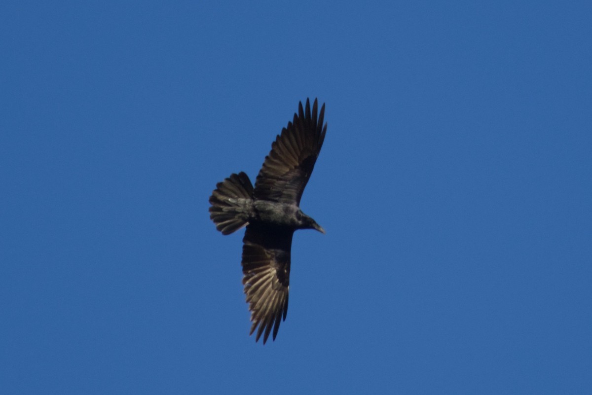 Common Raven - ML646326766