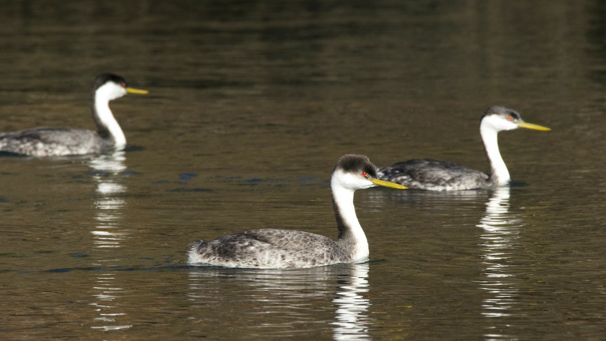 Western Grebe - ML646326770
