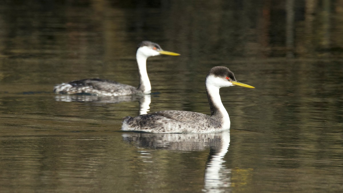 Western Grebe - ML646326771