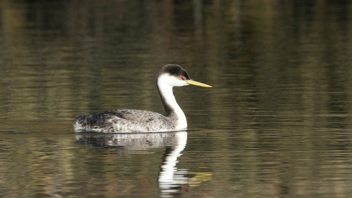 Western Grebe - ML646326772