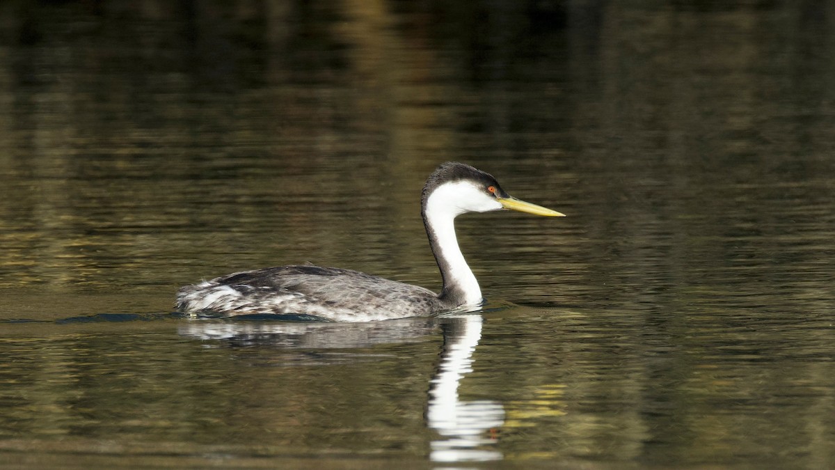 Renntaucher - ML646326773