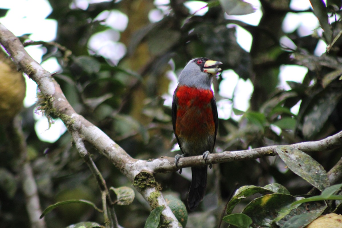 Toucan Barbet - ML646326782