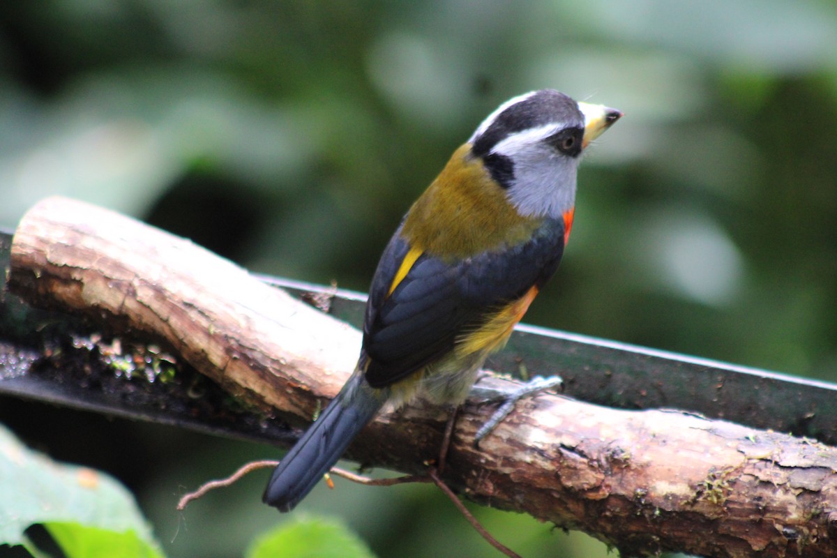 Toucan Barbet - ML646326783