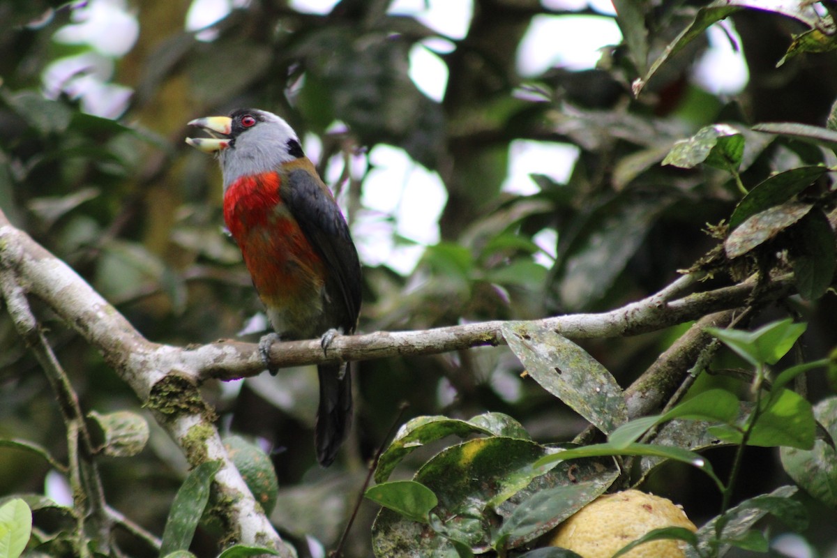 Toucan Barbet - ML646326784