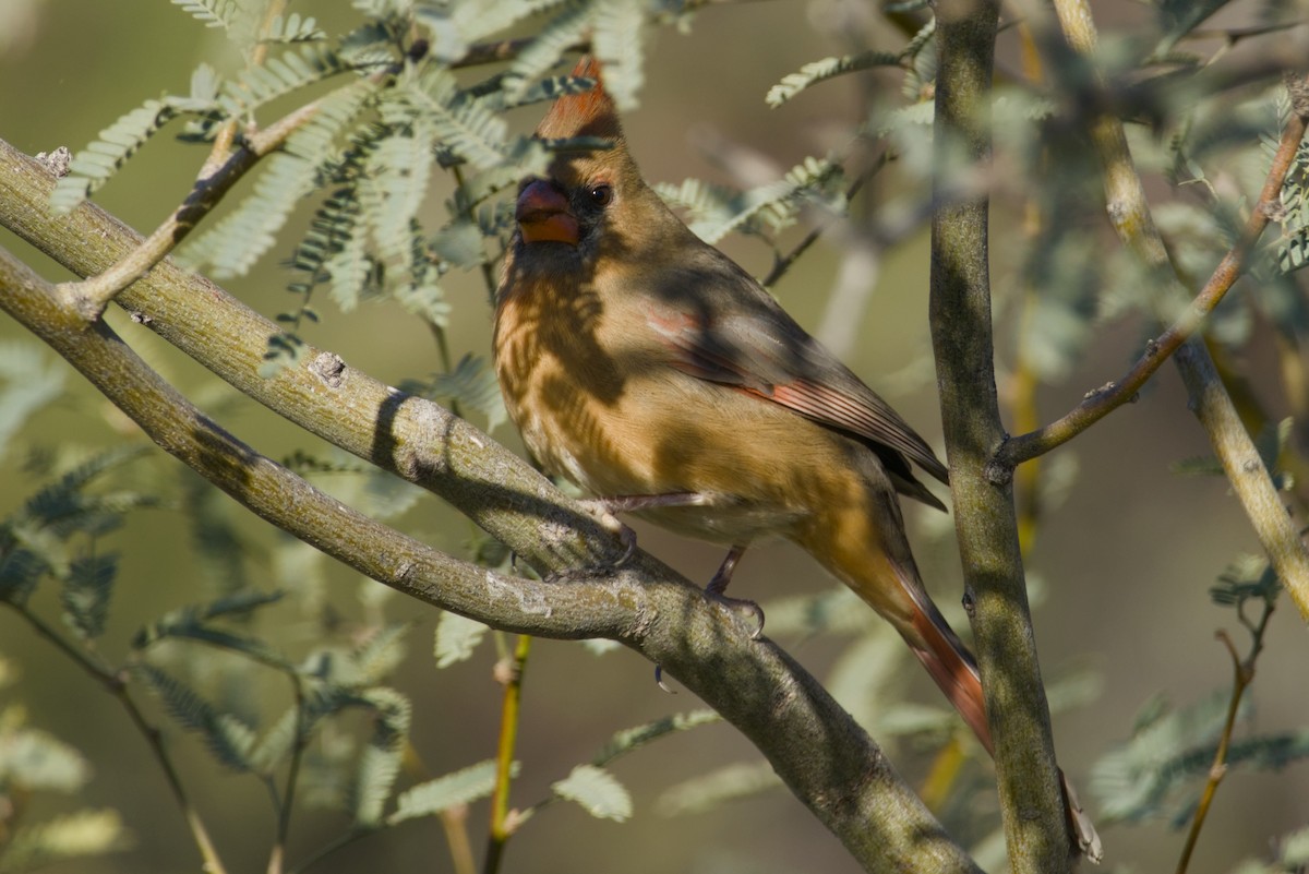 Cardinal rouge - ML646326785